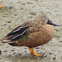 Red Shoveler